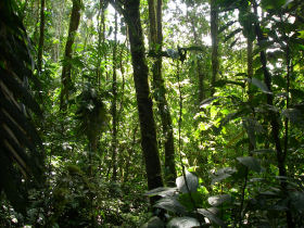 the dense Amazon rainforest