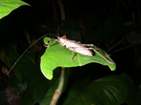 grasshopper