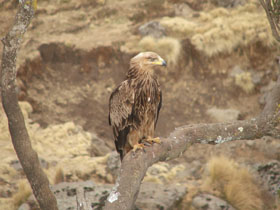 Ethiopia wildlife & walking vacation