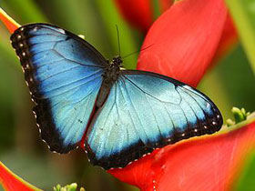 Wildlife