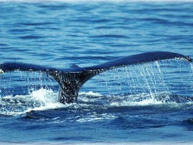 Wildlife