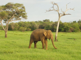 Sri Lanka tour & beach vacation