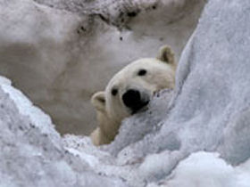 Arctic sailing voyages, Spitsbergen
