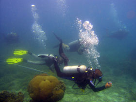 recording marine life