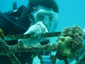 a volunteer measuring coral