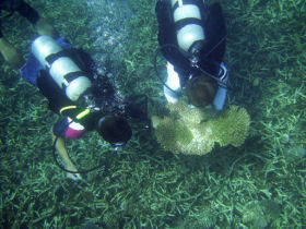 volunteers studying coral