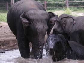 Elephants enjoying playing in the water