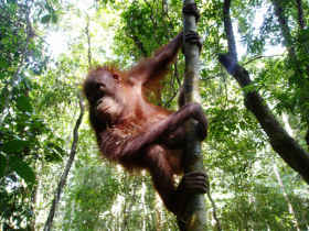 Borneo volunteering vacation