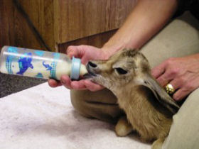 Volunteer at a wildlife sanctuary in South Africa