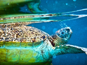 Turtle