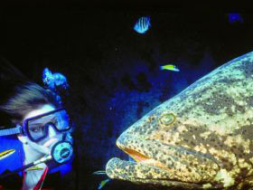 Scuba diving and tour in Cuba