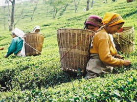 North East India, Bhutan and Bangladesh tour