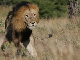 Endangered wildlife conservation in South Africa
