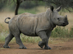 Endangered wildlife conservation in South Africa