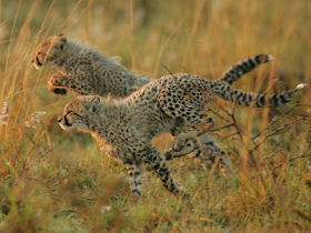 Endangered wildlife conservation in South Africa