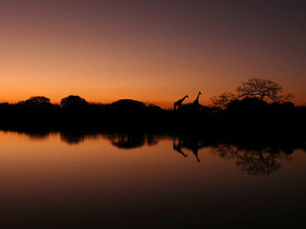 Endangered wildlife conservation in South Africa