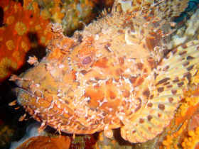 Cote d Azur scuba diving vacations in France