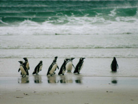 Falkland Islands holiday