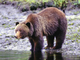 Vancouver Island wildlife tours, Canada
