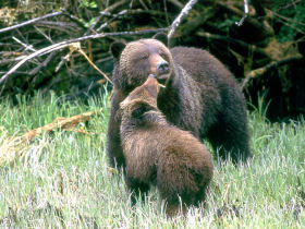 Vancouver Island wildlife tours, Canada