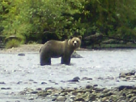 Rocky Mountains wildlife vacation in Canada