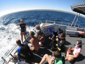 Ningaloo Reef whale shark snorkelling tours, Western Australia