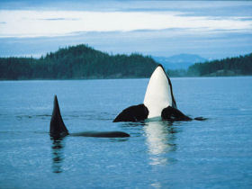 Queen Charlotte Islands kayak vacation in Canada