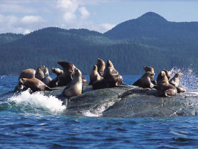 Queen Charlotte Islands kayak vacation in Canada