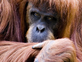 Orangutan photography tour in Borneo