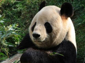 Giant Panda tracking vacation in China