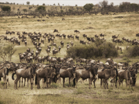 Private vehicle safari in Tanzania