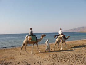 Sinai Camel & Dive Safari vacation