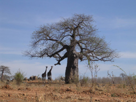 Tanzania wildlife & beach vacation