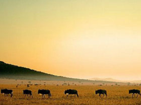 Big game safari in Kenya