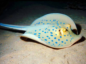 Learn to scuba dive in the Red Sea, Dahab