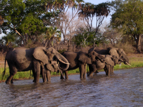 Selous Game Reserve safari