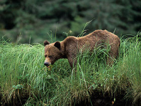 Grizzly Bear watching tour in British Columbia, Canada