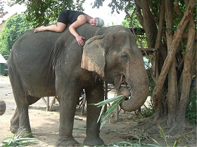 Elephant conservation in Thailand