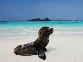 Galapagos cruises