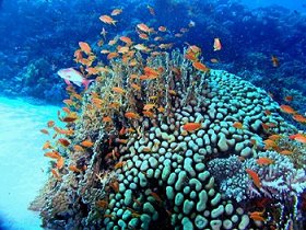 Marine conservation & research, Seychelles