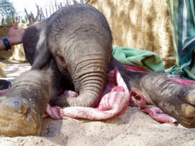 Desert Elephant conservation in Namibia