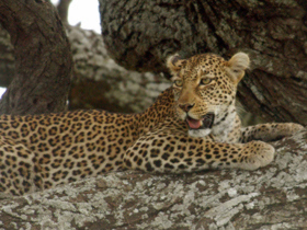 Luxury family safari in Tanzania