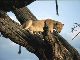 Big game safari in Tanzania