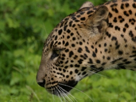 Sri Lanka ancient cities, highlands and safari