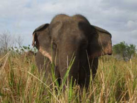 Elephant conservation project in Sri Lanka