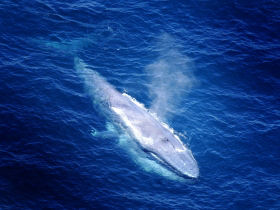 Blue whale watching in Victoria by helicopter, Australia