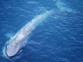 Luxury blue whale watching by helicopter in Victoria, Australia