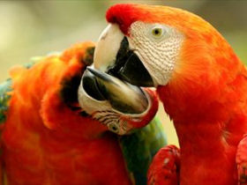 Belize wildlife tour