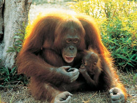 Family vacation to Borneo, Land of the Orang Utan