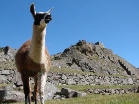 Inca Discovery
